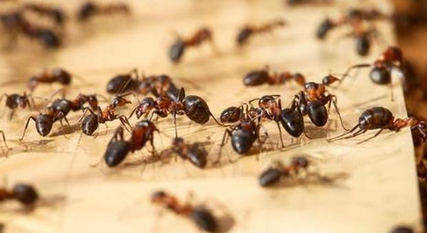 Identificate le formiche più veloci del mondo nel nord del Sahara
