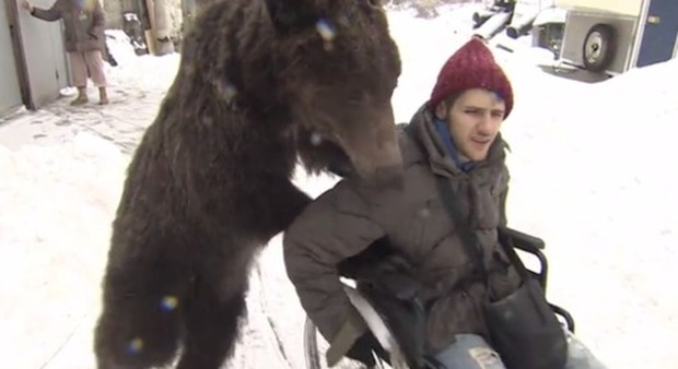 Russia, un orso sostiene il suo addestratore finito su una sedia a rotelle dopo un grave incidente