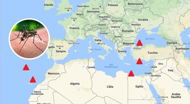 La zanzara che porta febbre gialla e zika, allarme in Europa: "È alle porte e prolifera grazie al clima"