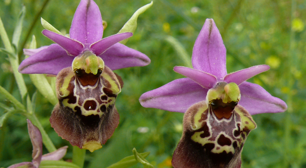 Salento, spuntano le orchidee spontanee: la bellezza della natura