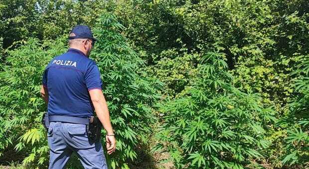 Scoperta maxi piantagione di marijuana: avrebbe fruttato 7500 dosi