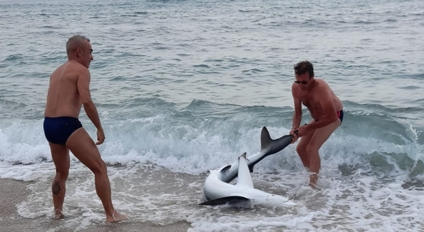 Squalo tirato fuori dal mare per scattare selfie e foto: il video dalla spiaggia in Sardegna fa infuriare gli animalisti