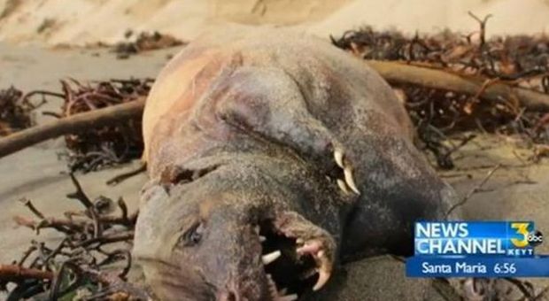 Il mostro misterioso ritrovato sulla spiaggia: "Sembra metà cane e metà foca"