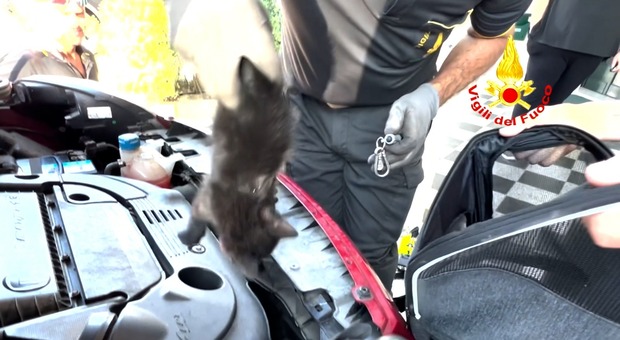 Il momento del prelievo del gattino dal vano motore dell'auto