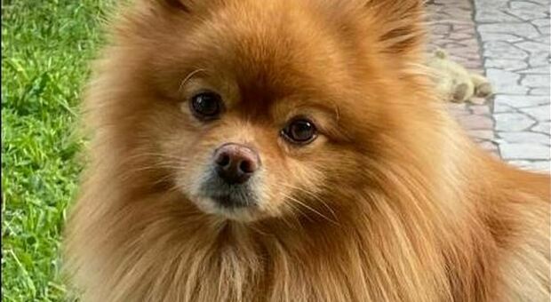 Il cagnolino, uno Spitz tedesco, azzannato a morte da un altro cane