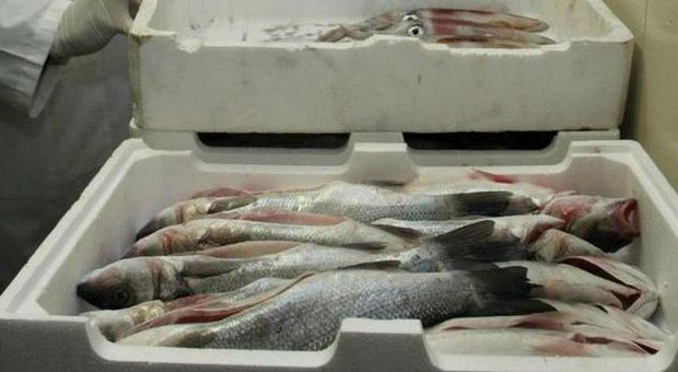 «Cenone sicuro»: dalle spigole alle vongole, maxisequestro di pesce avariato