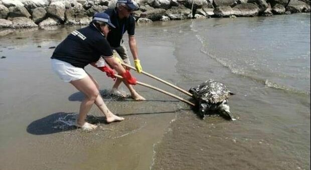 La tartaruga salvata al Lido di Venezia