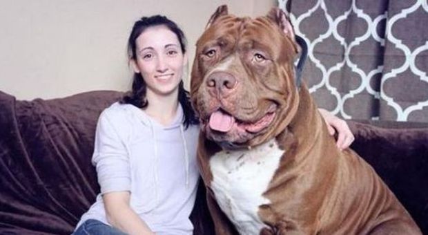 L'incredibile Hulk, il pit bull più grande del mondo pesa 80 chili