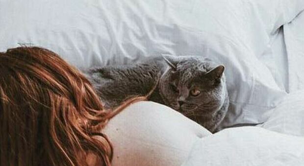 Malore a letto: il gatto graffia il viso della padrona per svegliarla, ma lei è già morta