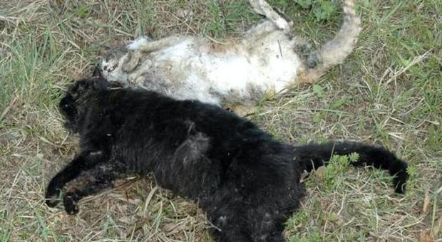 Polpette avvelenate con l'antigelo: il killer ha ammazzato due gatti