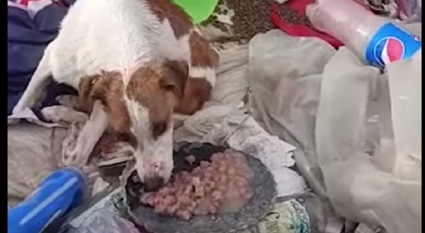 Marito e moglie si separano, il cane finisce in discarica: trovato tra un cumulo di rifiuti
