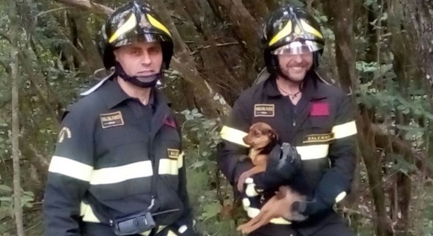 Cucciolo finisce in un dirupo, tratto in salvo dai vigili del fuoco