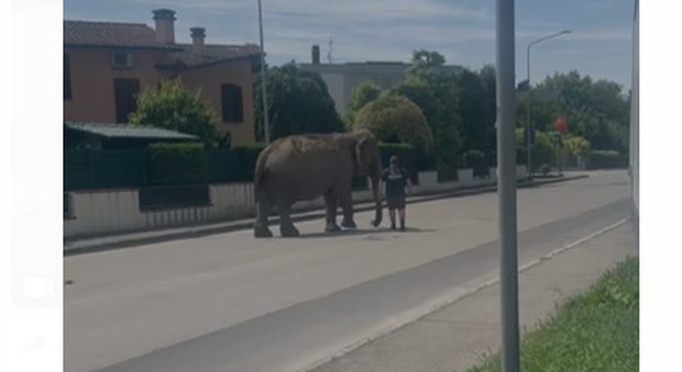 Elefante passeggia per Rovigo