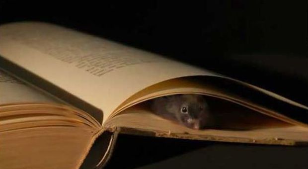 Documenti a rischio: i topi rosicchiano &#8203;gli atti dell'Anagrafe