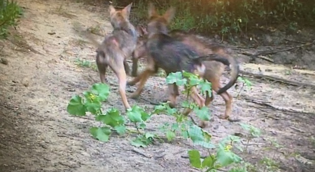 Roma, sei cuccioli di lupo nati nell'oasi di Castel di Guido