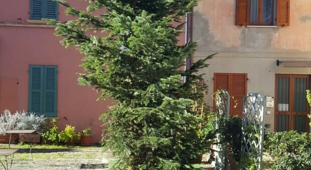 L'albero di Natale invade un parcheggio a Vallefoglia: tagliati i rami fastidiosi. Il Comune sporge denuncia