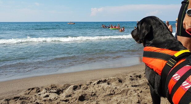 Dai cani bagnino ai sommozzatori della Prociv, ecco il piano sicurezza per le spiagge di Montalto