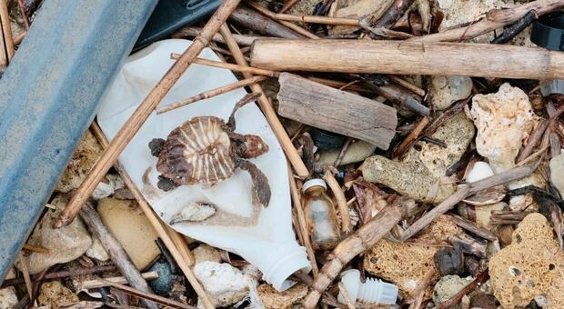 Una piccola tartaruga fra la plastica del mare di Brindisi
