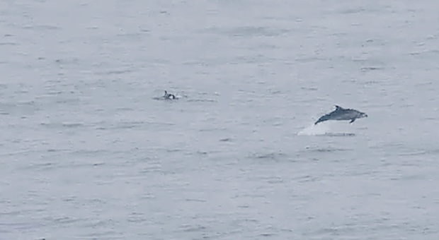 Posillipo, delfini nell'Area Marina Protetta della Gaiola