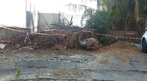 Napoli, ancora in mezzo alla strada il pino pericolante abbattuto tre mesi fa al parco Grifeo