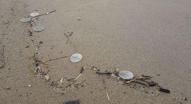 Dischetti in spiaggia, flop depuratore: guasti in serie e liquami in mare