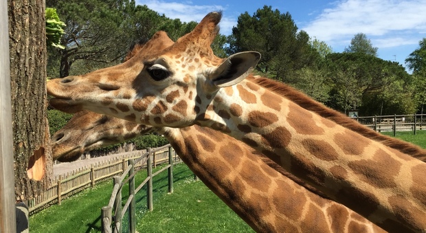 Le giraffe al Parco Zoo di Lignano