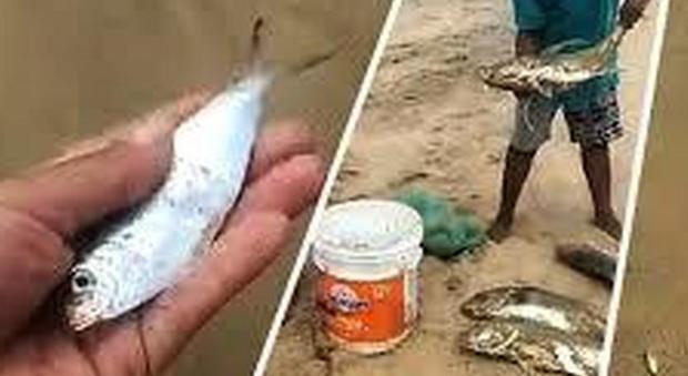 Messico: centinaia di pesci arrivano fino alla riva dell'oceano e le persone pescano con le mani
