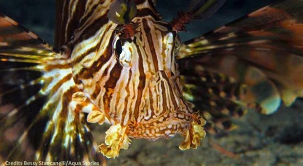 Avvistato nelle acque italiane il famigerato pesce scorpione, è la prima volta