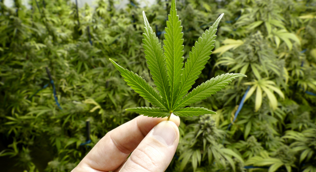 Sarà possibile coltivare quattro mini piante di cannabis in casa