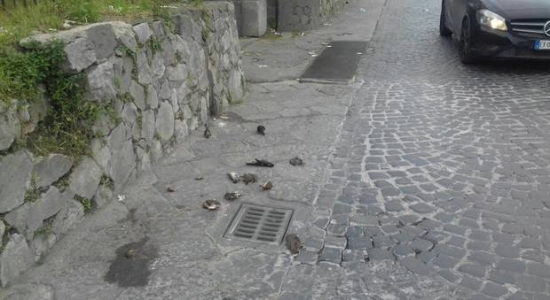 Uccelli uccisi e gettati per strada nel Napoletano, i Verdi: «Orrore»