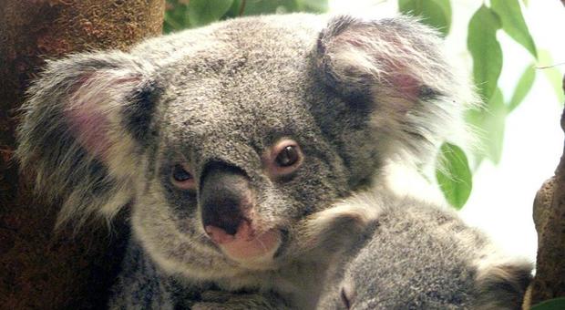 Koala incastrato nella ruota di un'auto: il conducente percorre 16 km prima di accorgersene