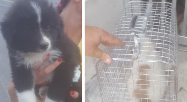 Napoli, mamma e cuccioli abbandonati nel cantiere metrò vicino al Tribunale: salvati dai volontari