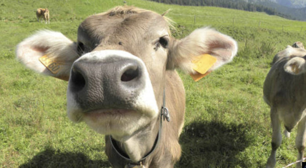 Clima, la Nuova Zelanda tasserà i rutti di mucche e pecore. «Così riduciamo il metano»