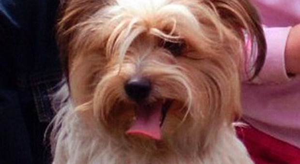 Problemi al check-in per la cagnolina: la abbandonano a morire fuori dall'aeroporto a meno 30 gradi