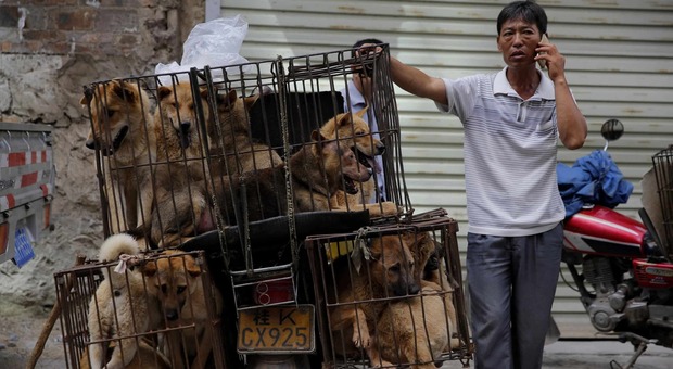 Festival della carne di cane di Yulin, il massacro continua: 386 animali salvati, ma ne saranno macellati migliaia