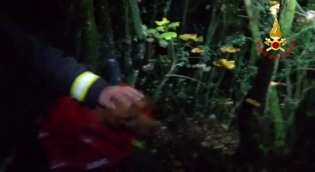 Rieti, cane da caccia salvato dai vigili del fuoco