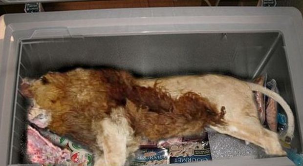 Scoperta choc in Gran Bretagna, leone trovato morto nel congelatore di un ristorante vicino allo zoo