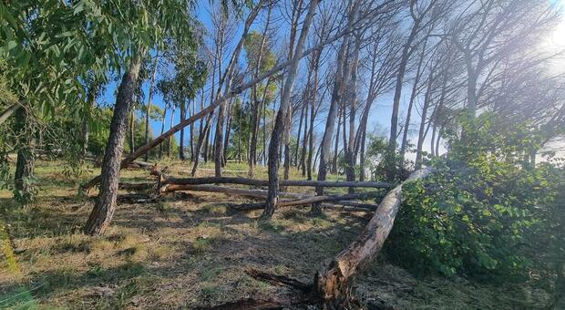 Monte Mario, trenta alberi crollati: maltempo e incuria