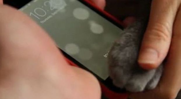 iPhone 5S, anche le impronte digitali di un gatto sbloccano il Touch ID Video