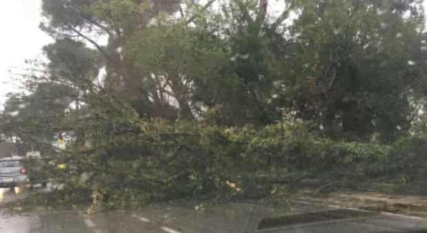Roma, crolla albero sulla strada per il maltempo: Cassia bloccata per ore