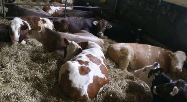 Pavia, preso a testate da una mucca, 61enne in gravi condizioni
