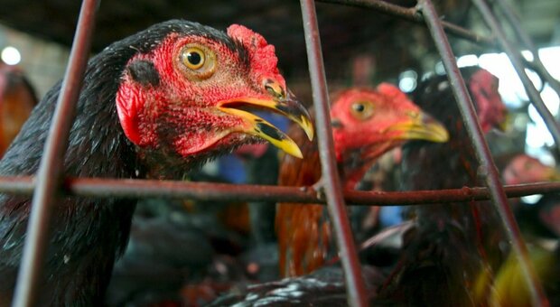 Influenza aviaria, Oms: «Temiamo un'altra pandemia», altri due casi in Cina