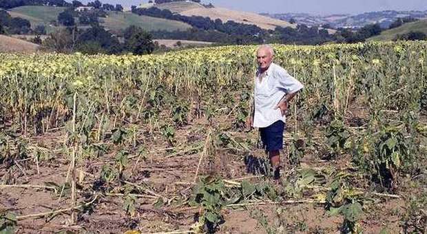 La Coldiretti: "Per i danni dei cinghiali 2 milioni in meno agli agricoltori"