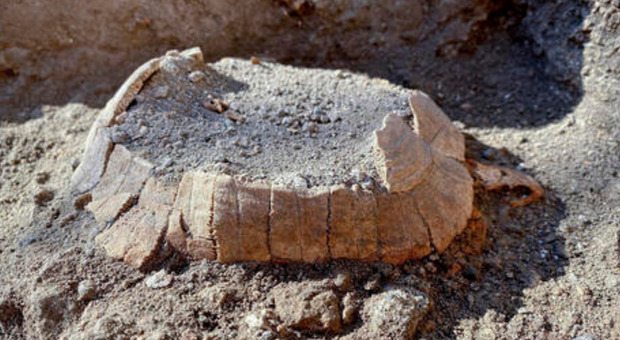 Scavi di Pompei, spunta una tartaruga di terra col suo uovo: intatta dopo duemila anni