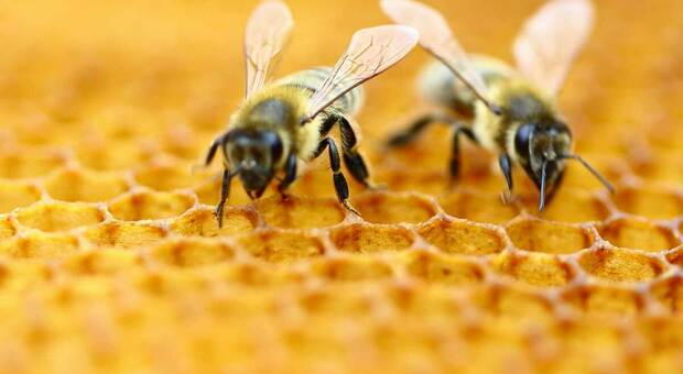 Clima impazzito, api abbeverate artificialmente: cala la produzione di miele al -35%