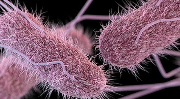Salmonella, scoppia nuova epidemia: 127 casi e 18 ricoveri negli Stati Uniti. Il Cdc: «Non sappiamo da dove sia partita»