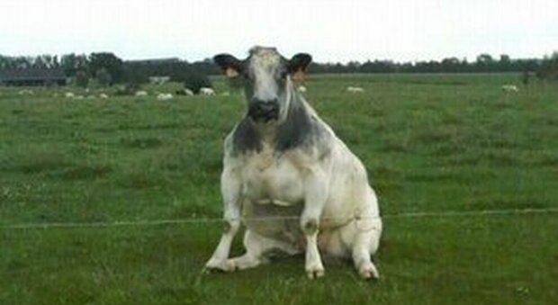 La foto di una mucca che pensa di essere un cane diventa virale