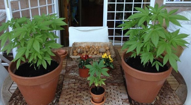 Fuorigrotta, coltivava marijuana sul balcone: 17enne denunciato
