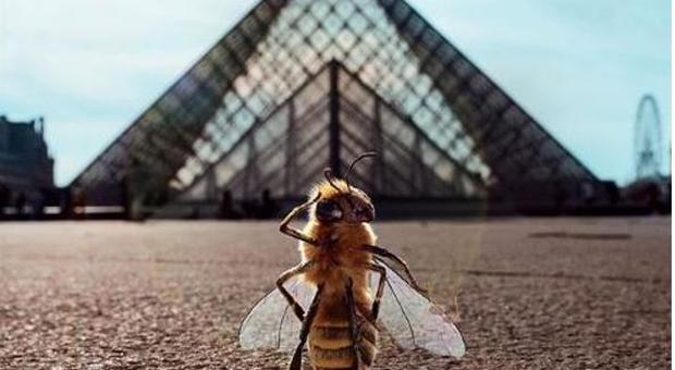 L'ape diventa influencer, quasi 200mila followers per seguire le sue avventure: dietro l'idea una buona causa Foto