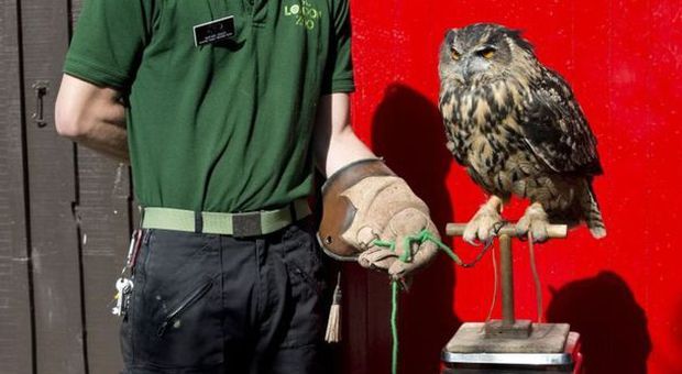 Zoo di Londra, è tempo di misurazioni per gli animali
